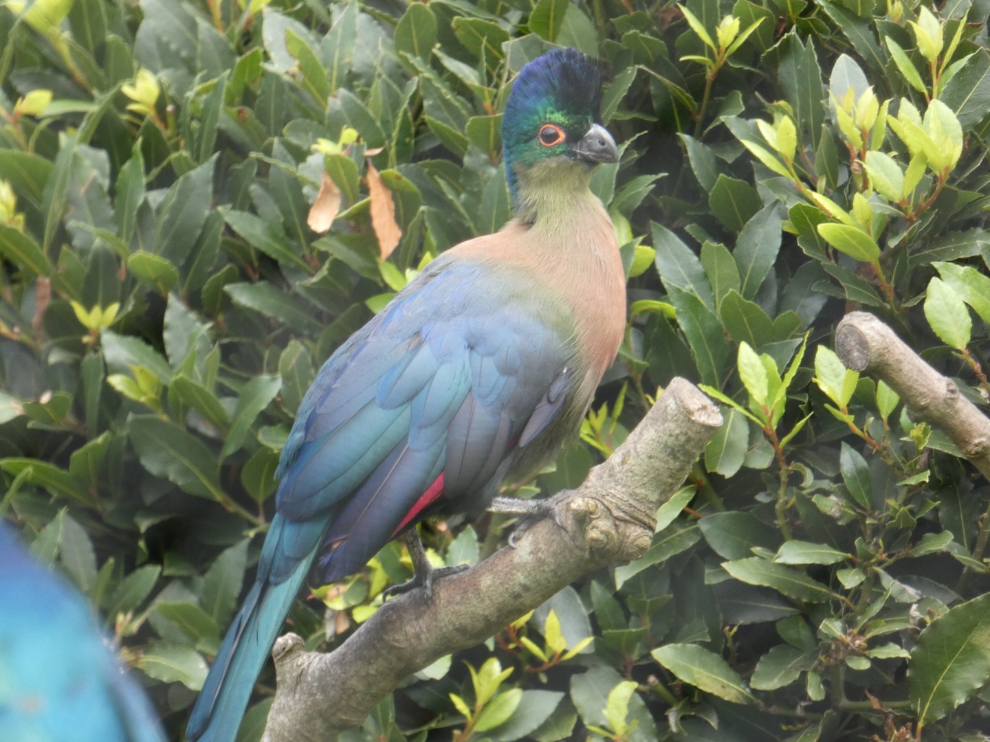 Purple-crested Turaco