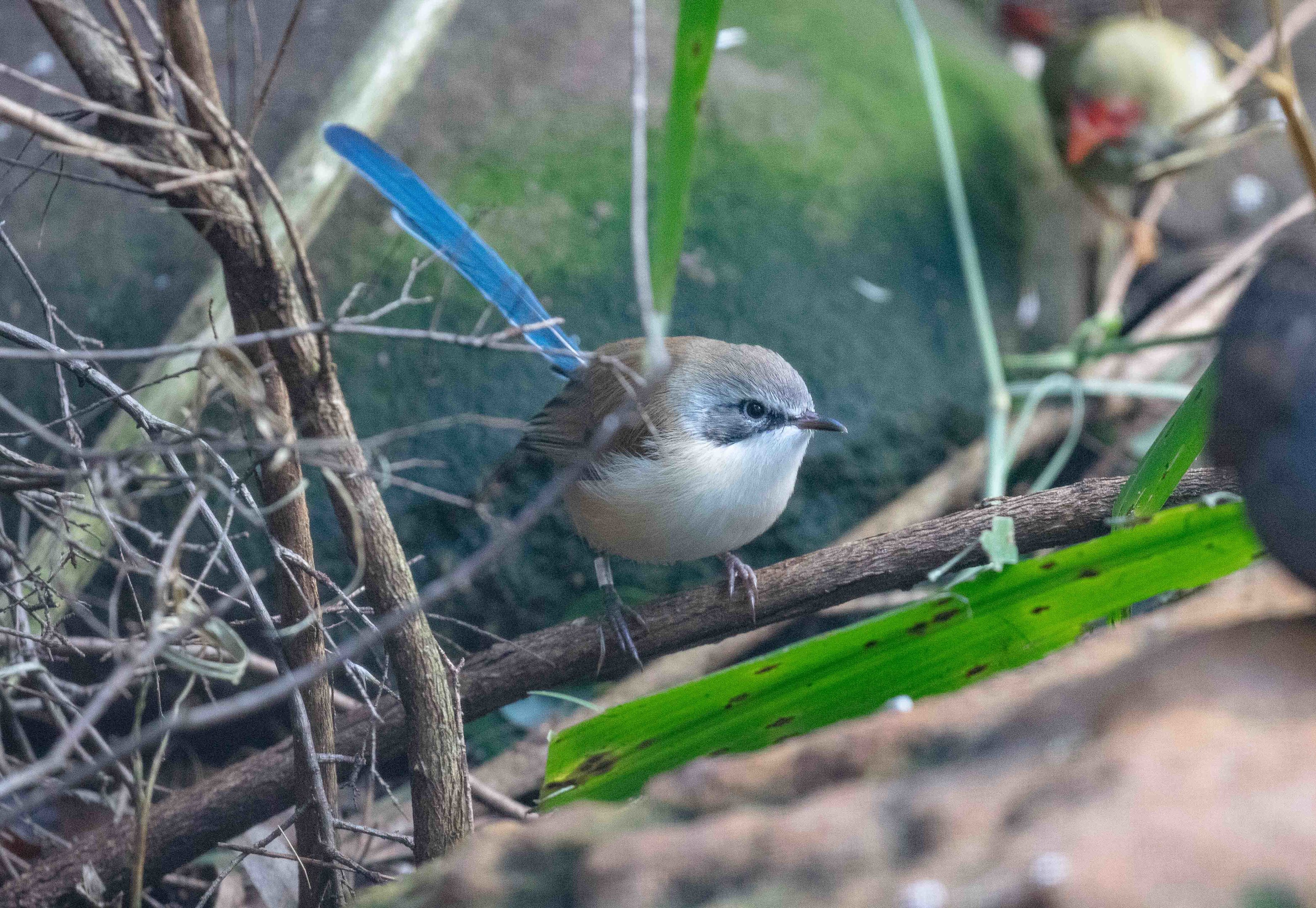 Purple-crowned Fairy Wren