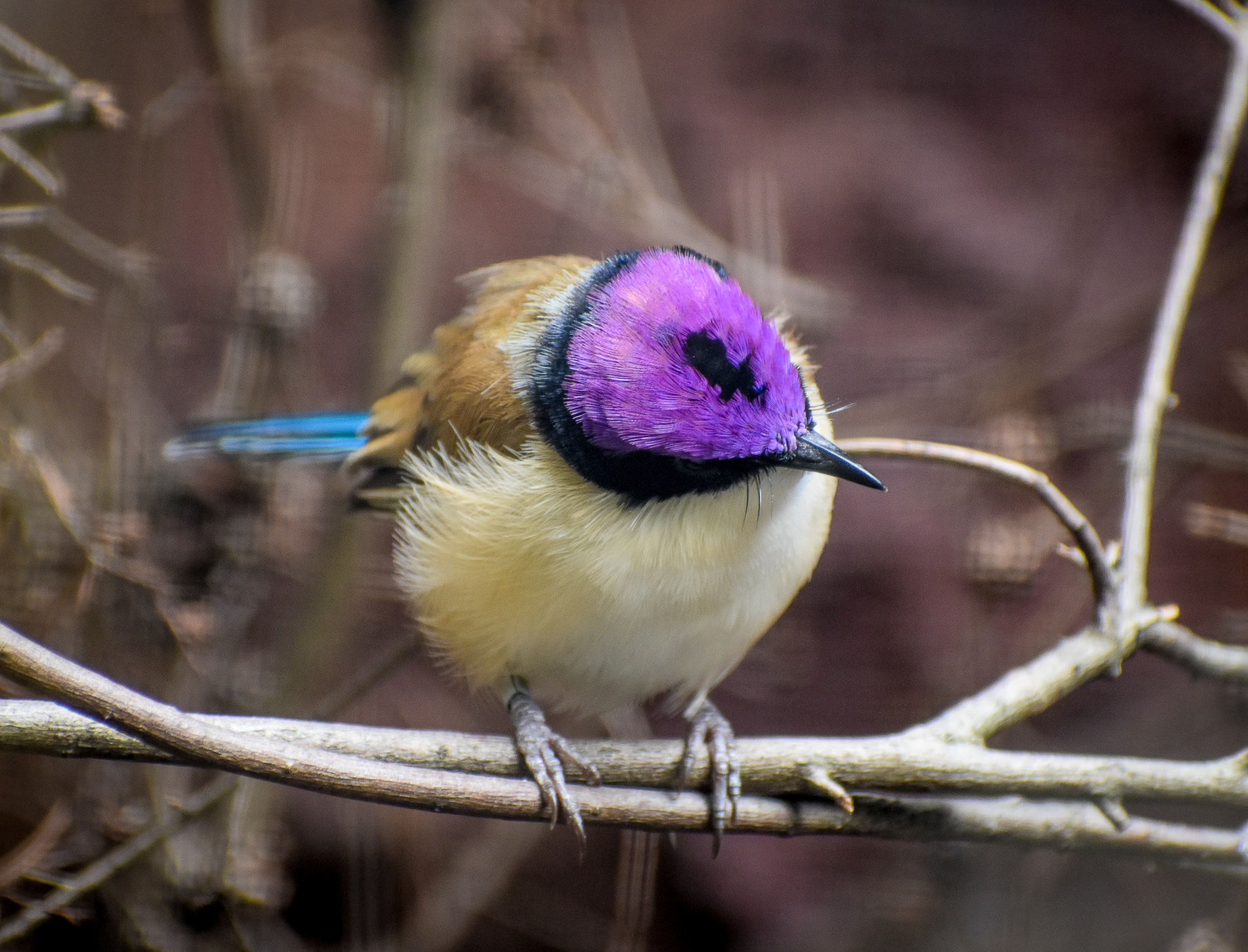 Purple-crowned Fairywren