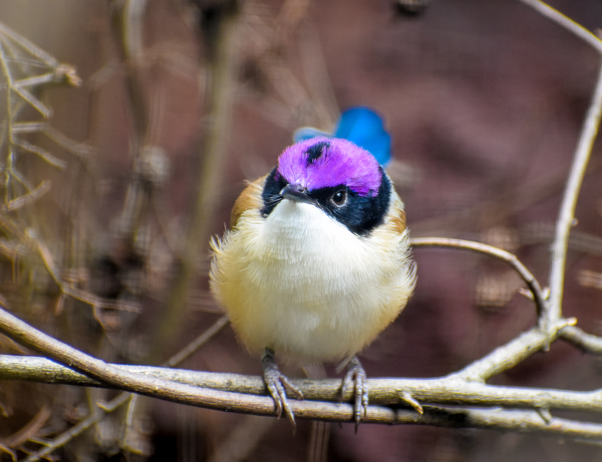 Purple-crowned Fairywren