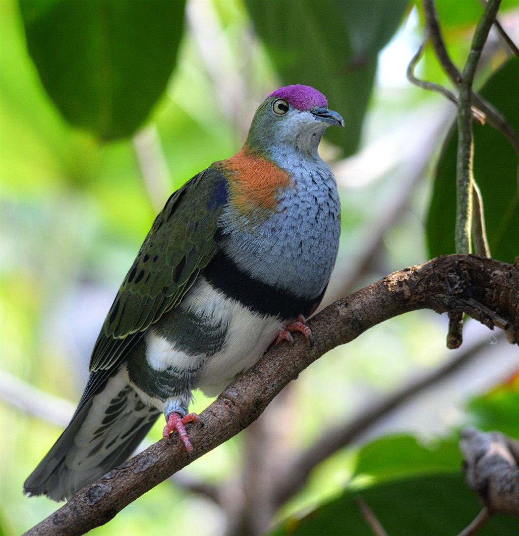 Purple Crowned Fruit Dove