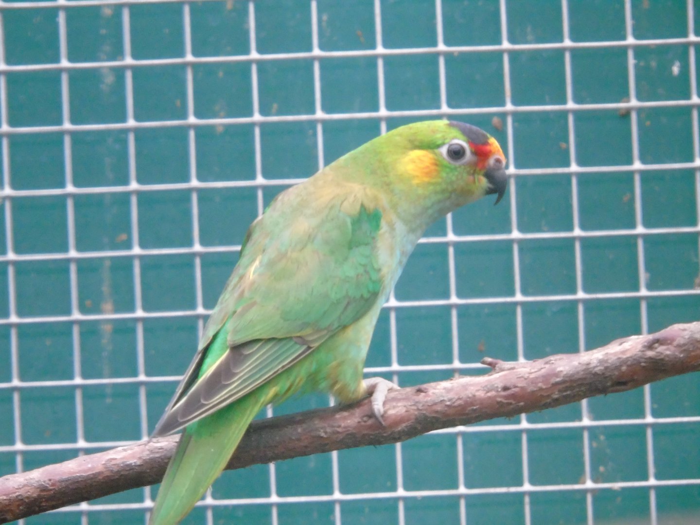 Purple-crowned lorikeet - August 2018 (breeding station La Vera)