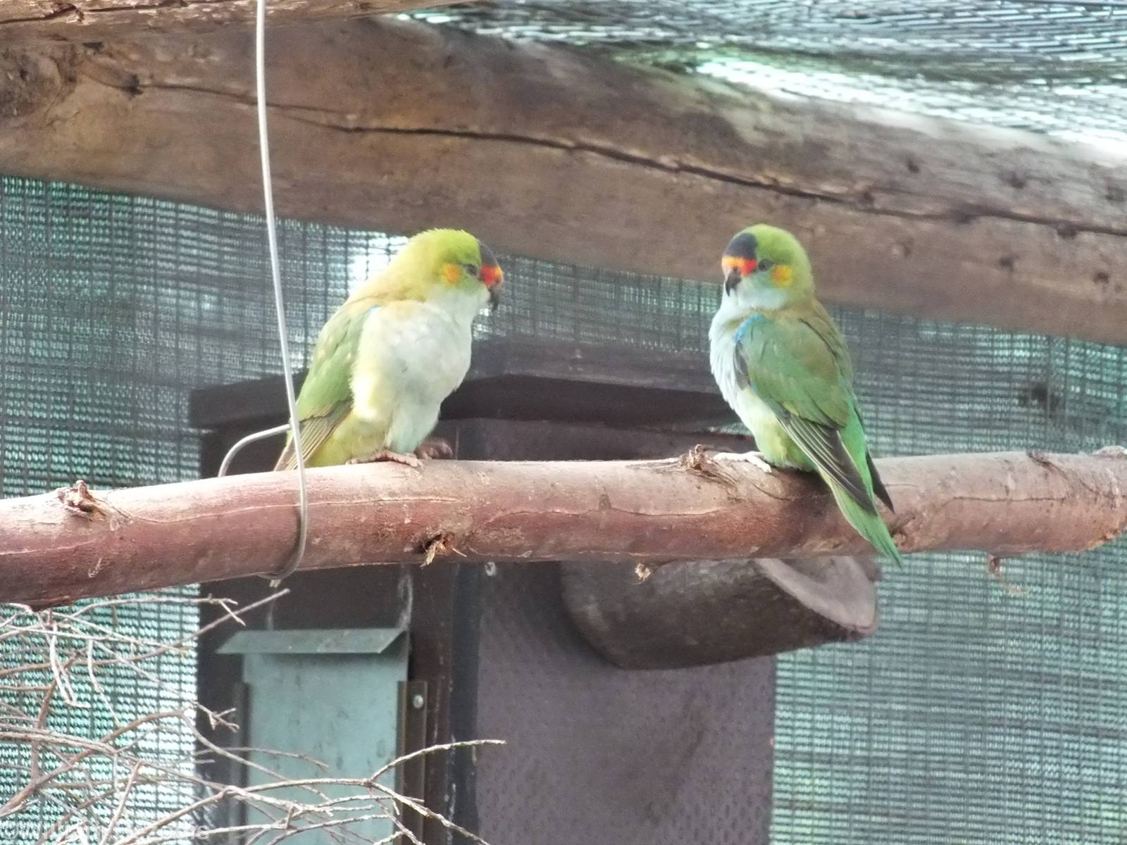 Purple-crowned Lorikeet - Caversham Wildlife Park