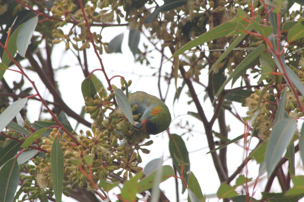 Purple-crowned Lorikeet feeding - wild