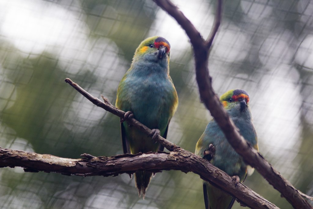 Purple-crowned Lorikeet