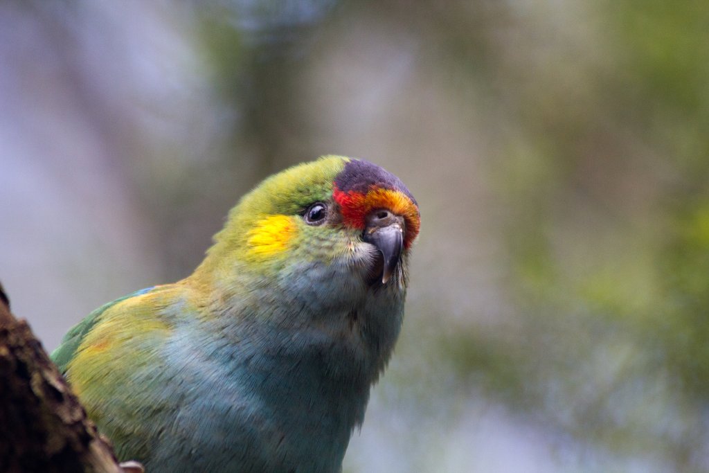 Purple-crowned Lorikeet