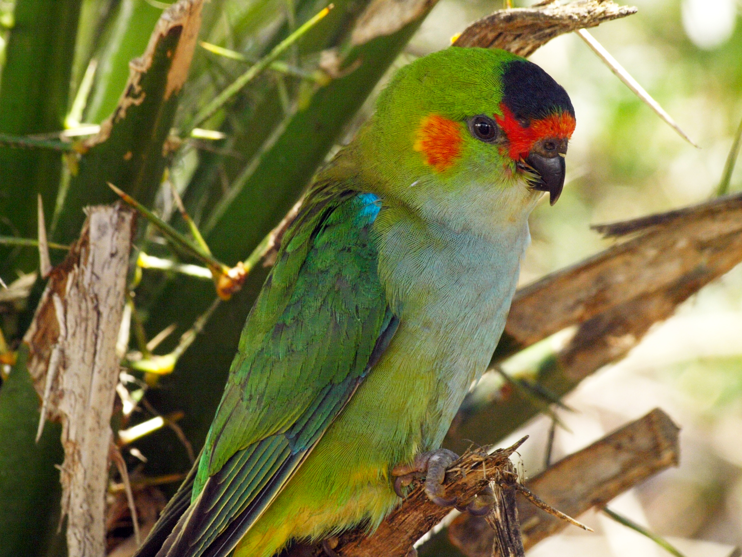 Purple-crowned lorikeet