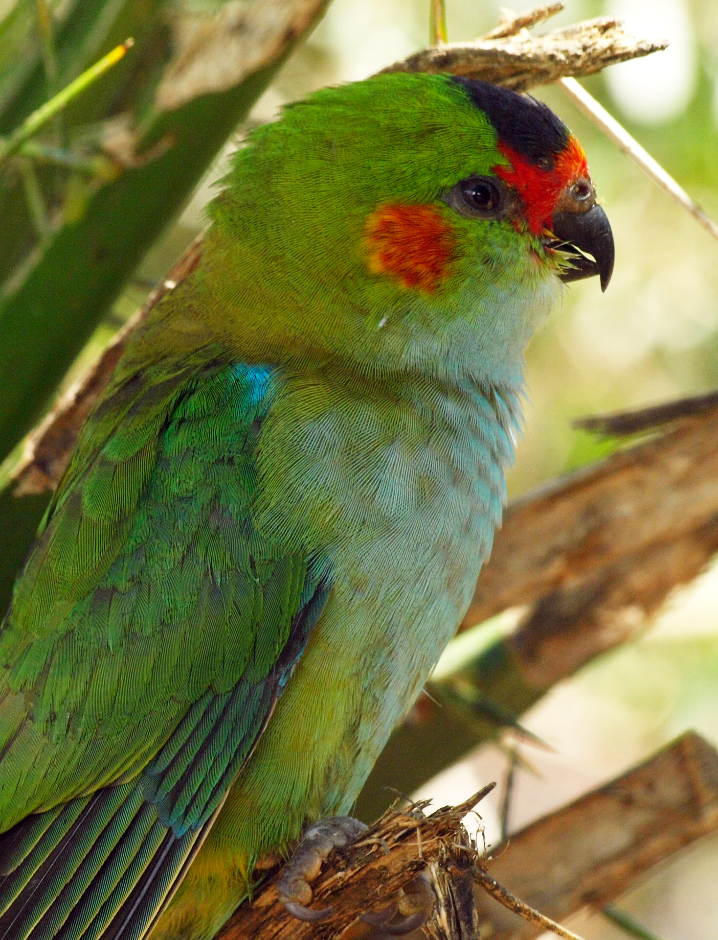 Purple-crowned lorikeet