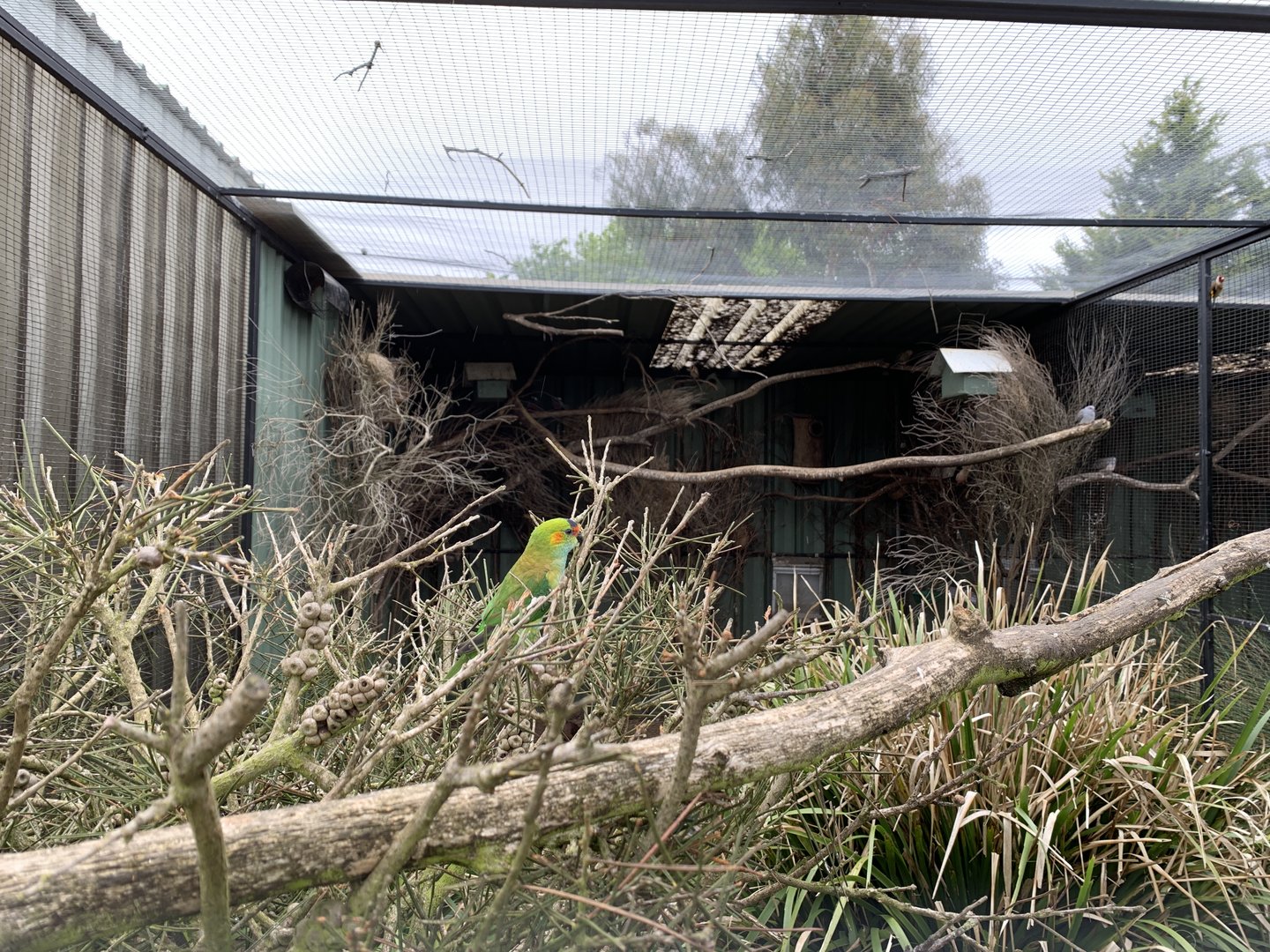 Purple-crowned Lorikeet