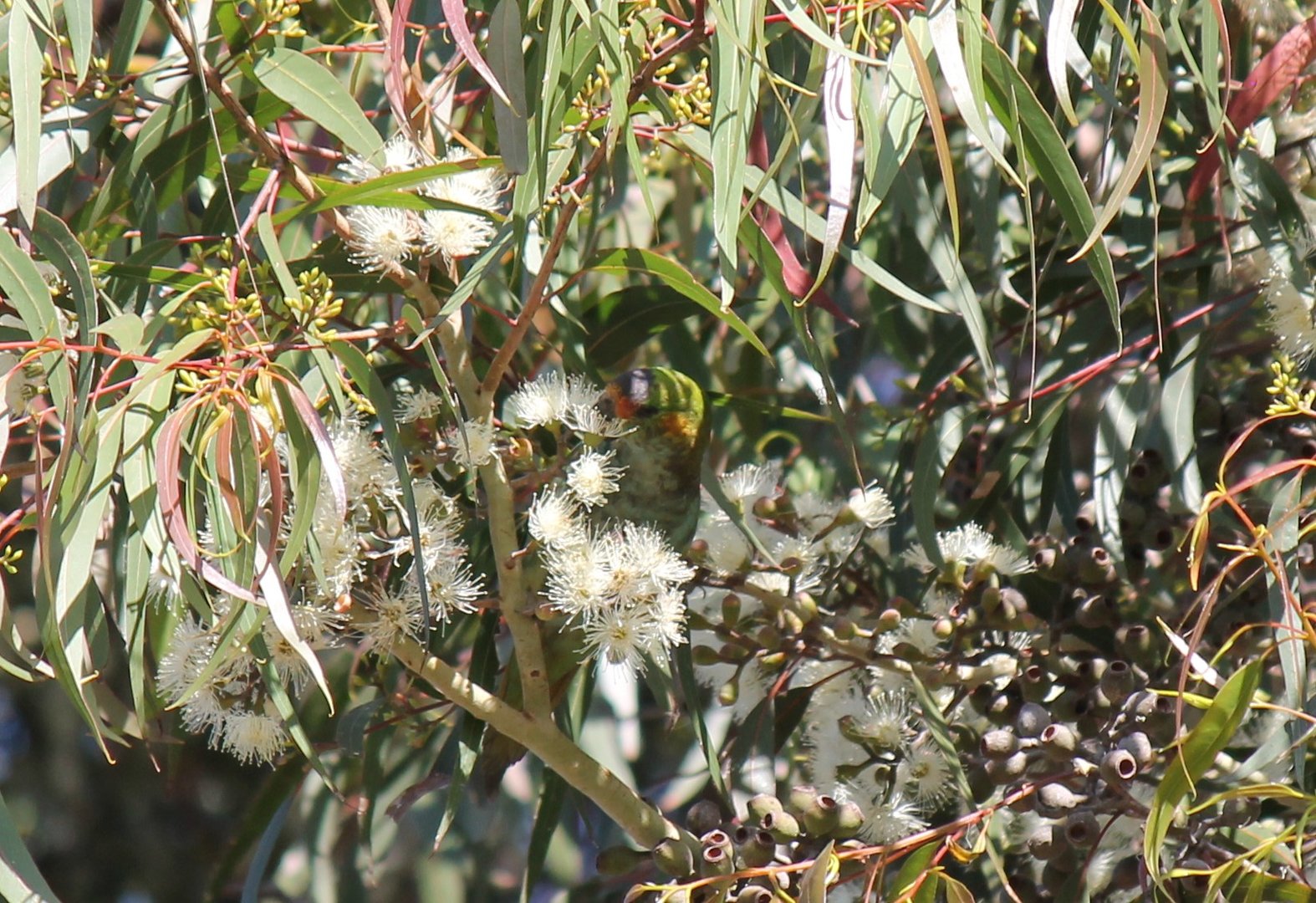 Purple-crowned Lorikeet