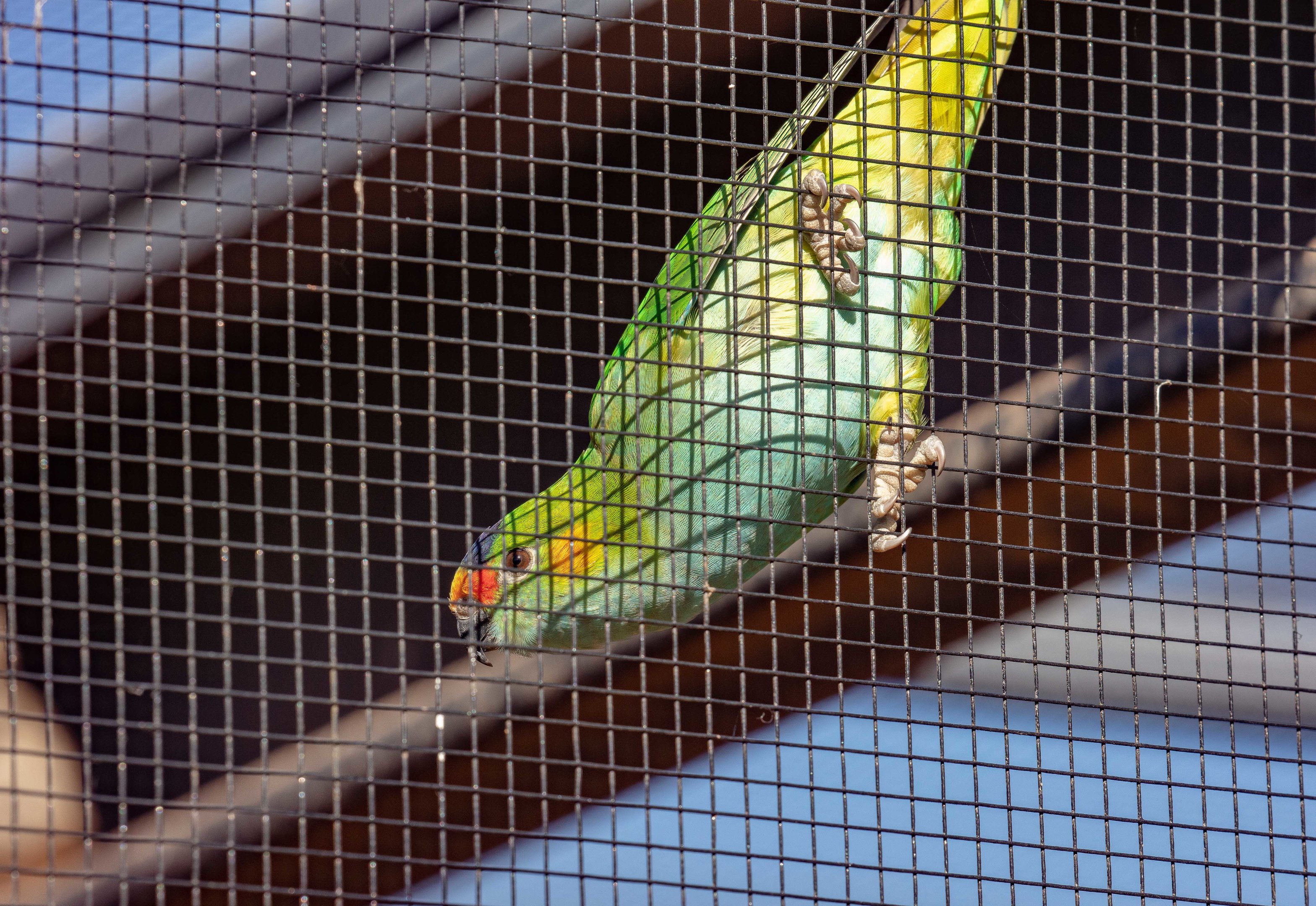 Purple-crowned Lorikeet