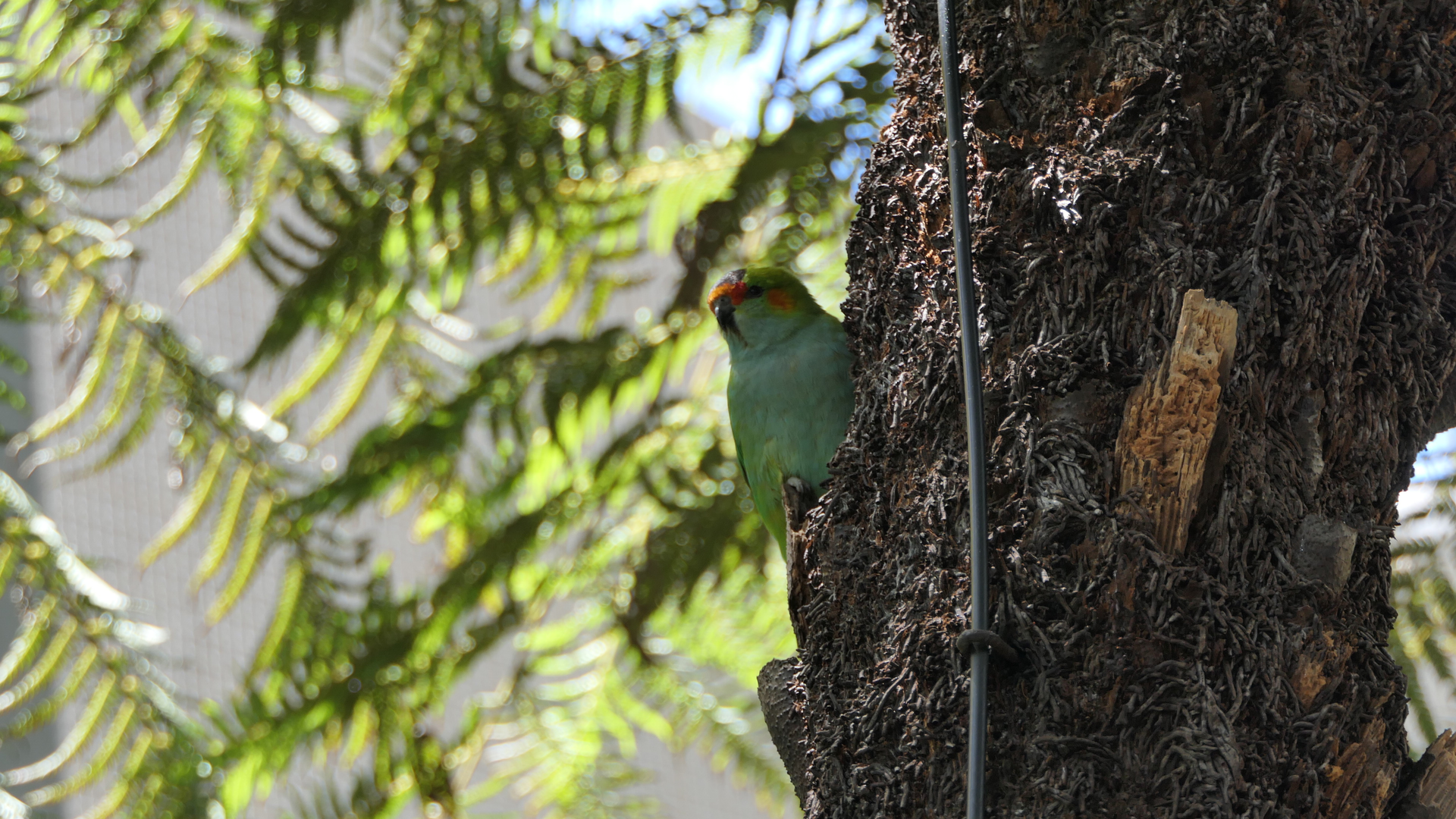 Purple-crowned Lorikeet