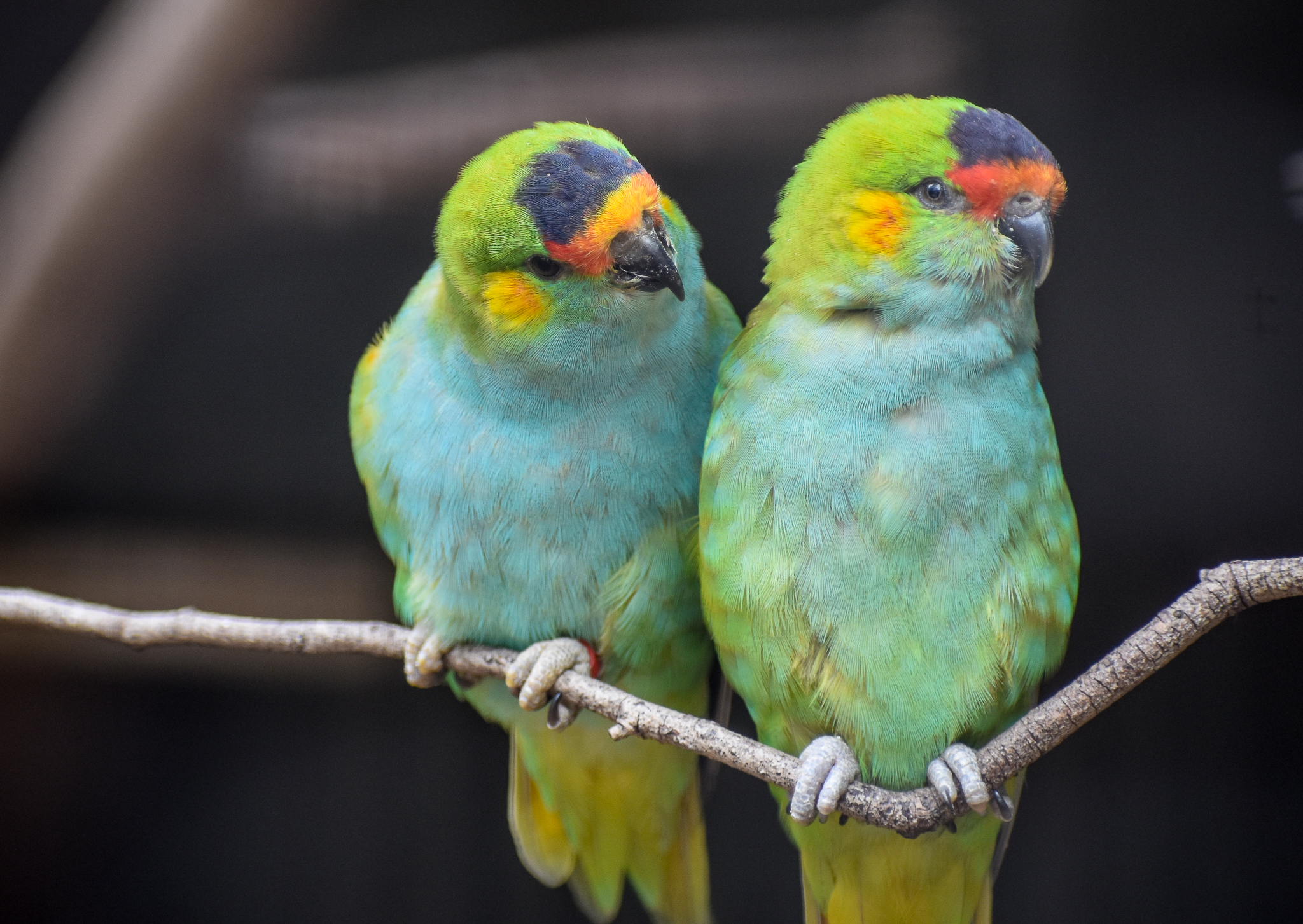 Purple-crowned Lorikeets