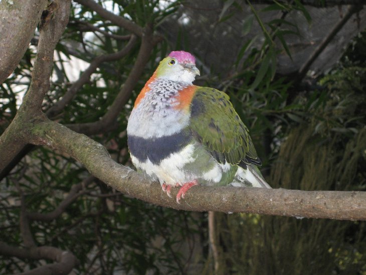 Purple-crowned Pigeon