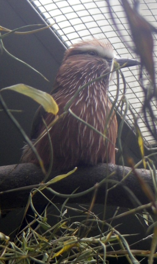 Purple-crowned Roller (Coracias naevia)