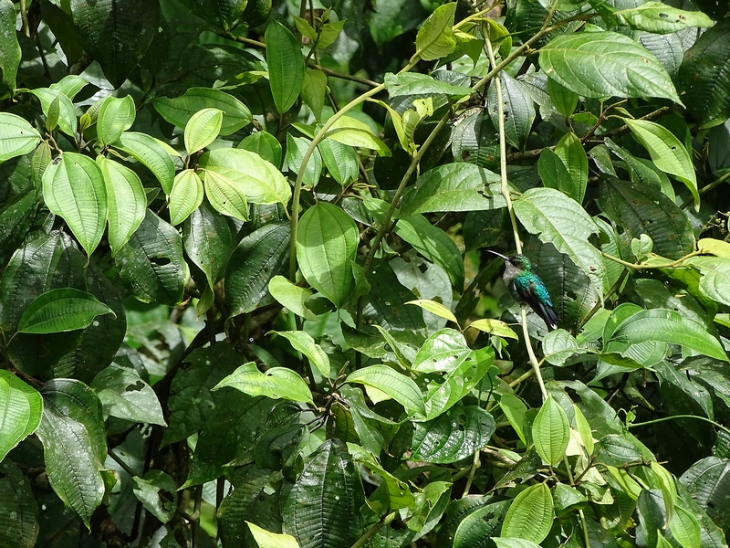 Purple-crowned woodnymph (female)