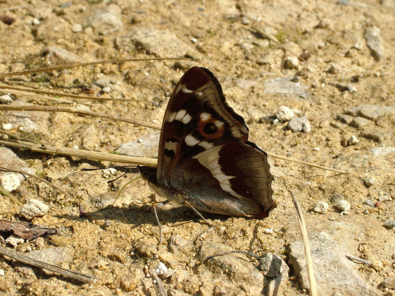 Purple Emperor at Fermyn Woods, 22/07/12