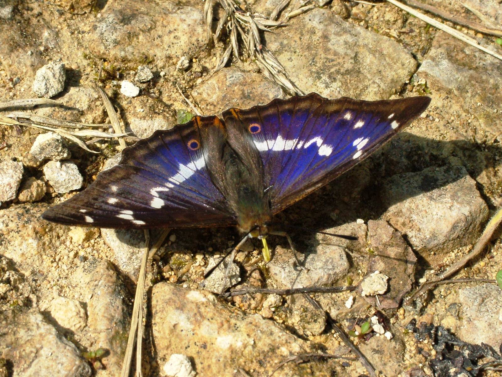 Purple Emperor at Fermyn Woods, 22/07/12