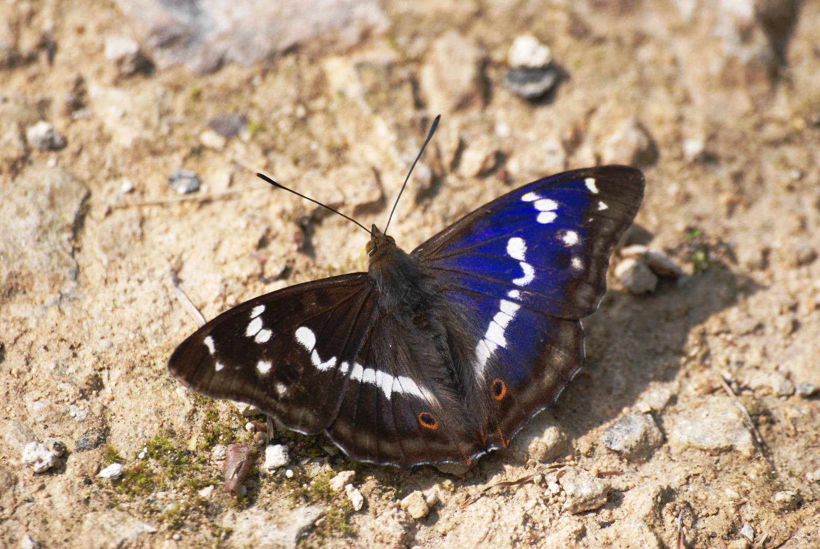 Purple Emperor at Fermyn Woods, 22/07/12