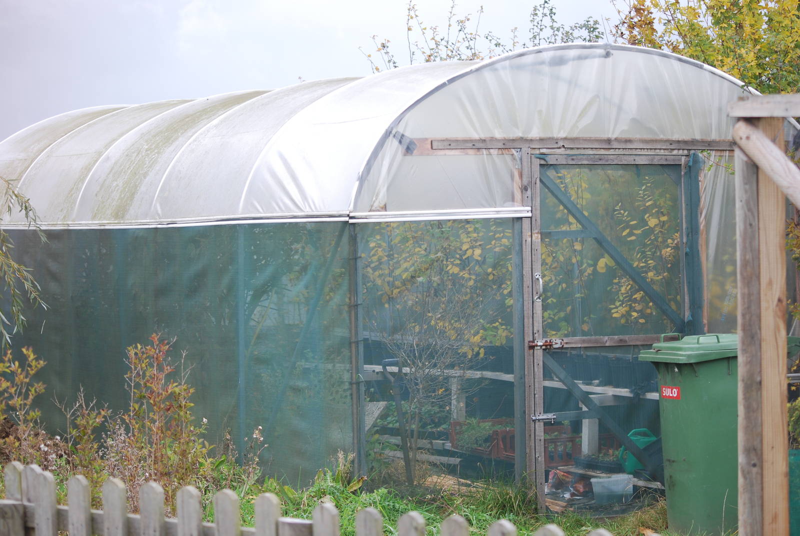Purple emperor butterfly breeding polytunnel