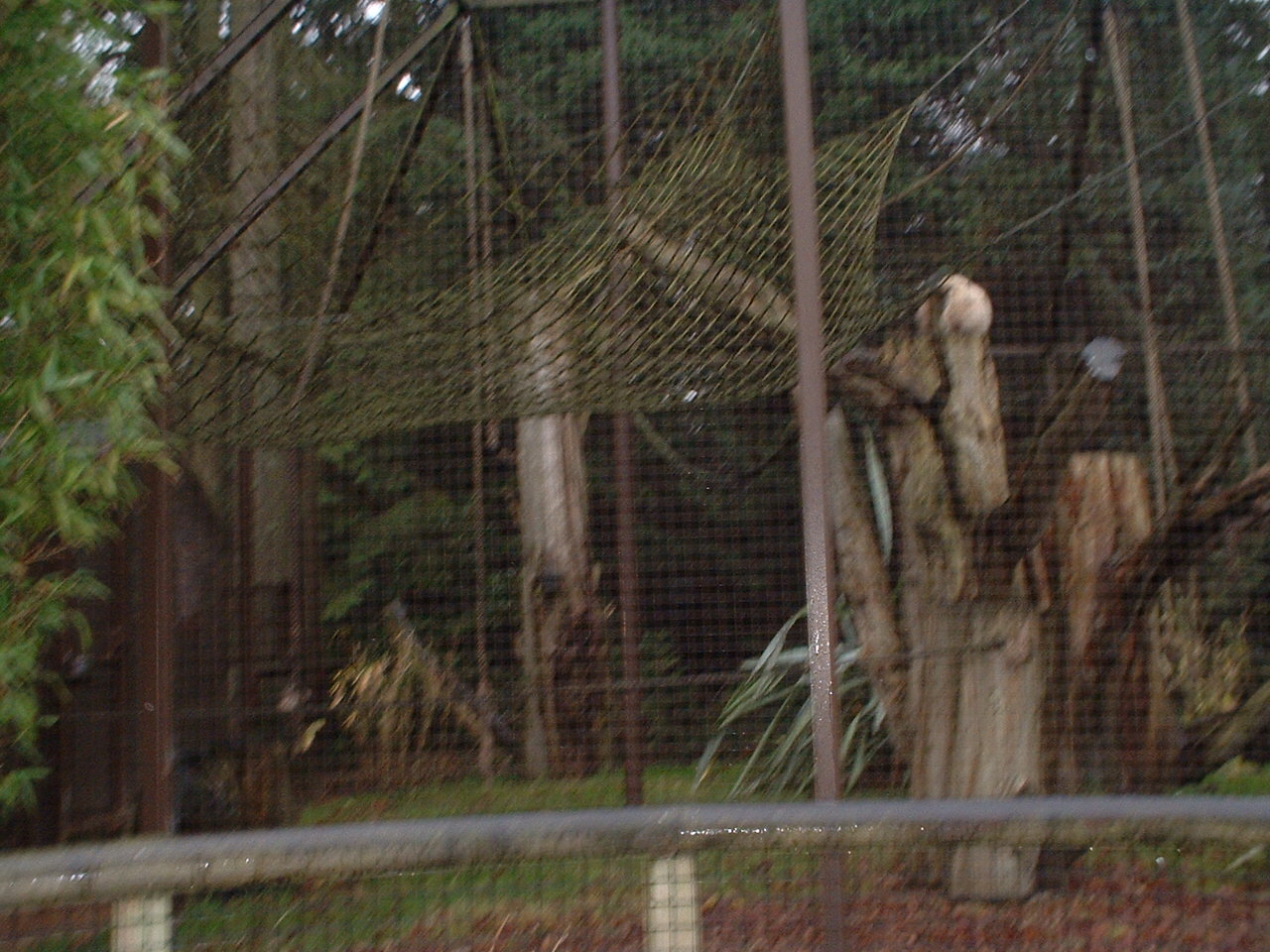 Purple faced langur and white handed (lar) Gibbon cage