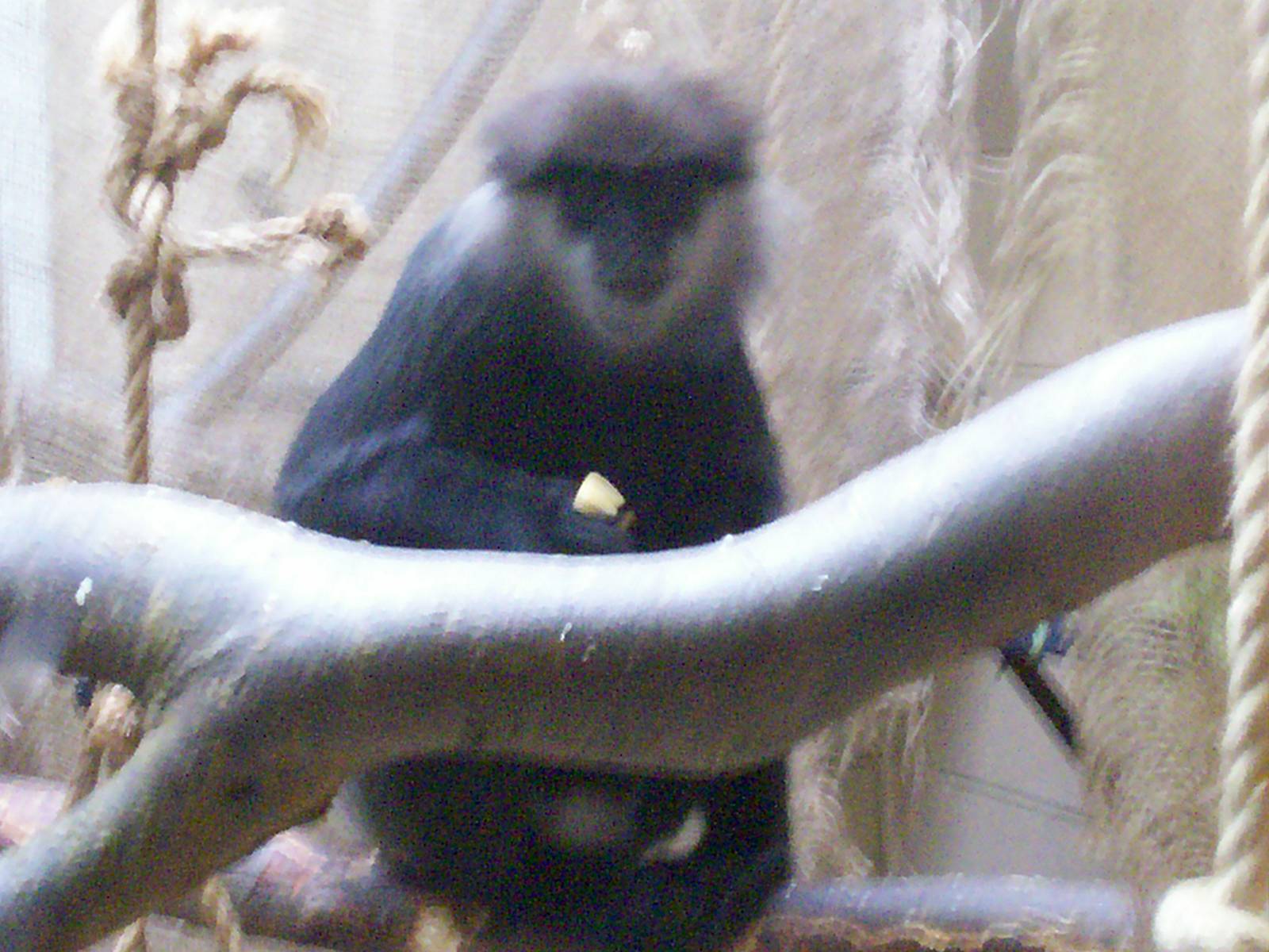 purple faced langur at Edinburgh zoo