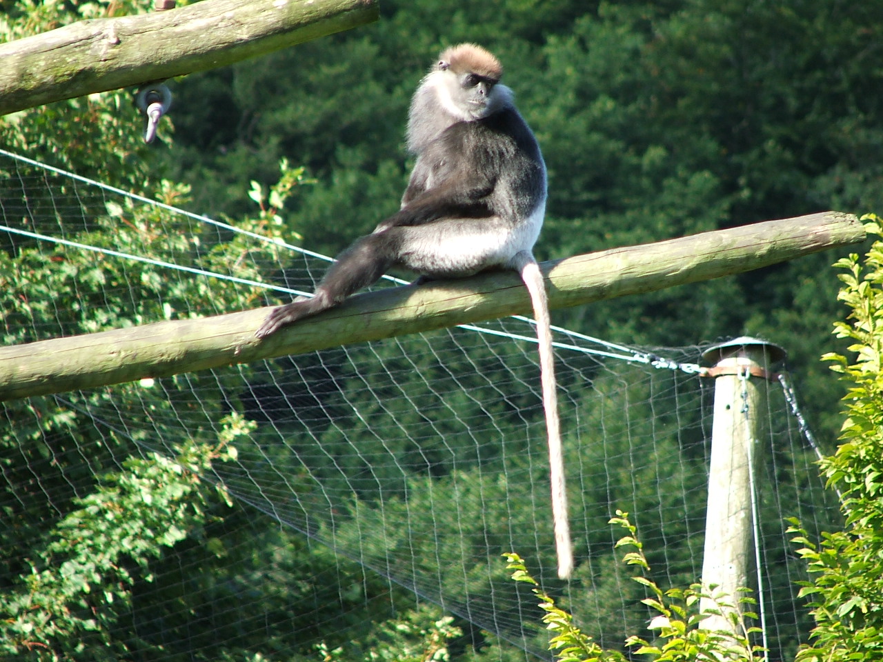 Purple-faced langur - Belfast
