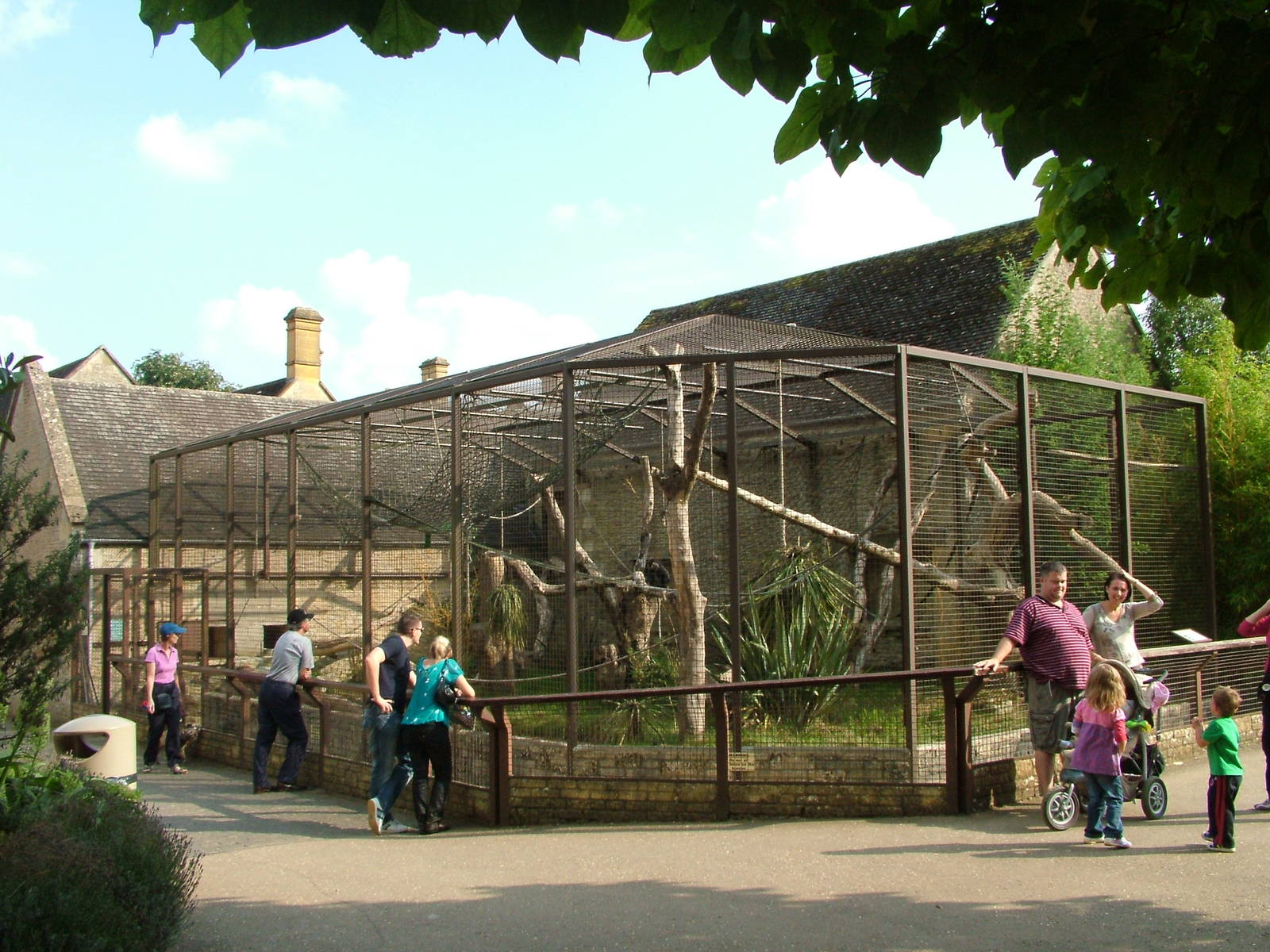 Purple-faced Langur exhibit at Cotswold WP 19/09/09