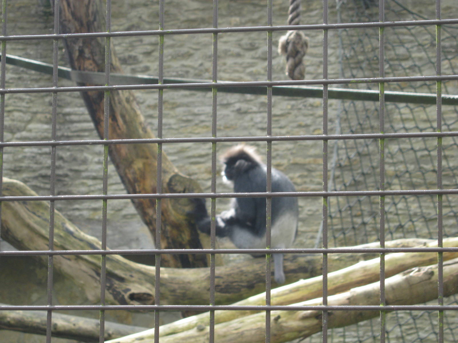 Purple-faced Langur in with Lar Gibbons enclosure
