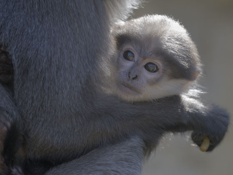 Purple-faced langur infant