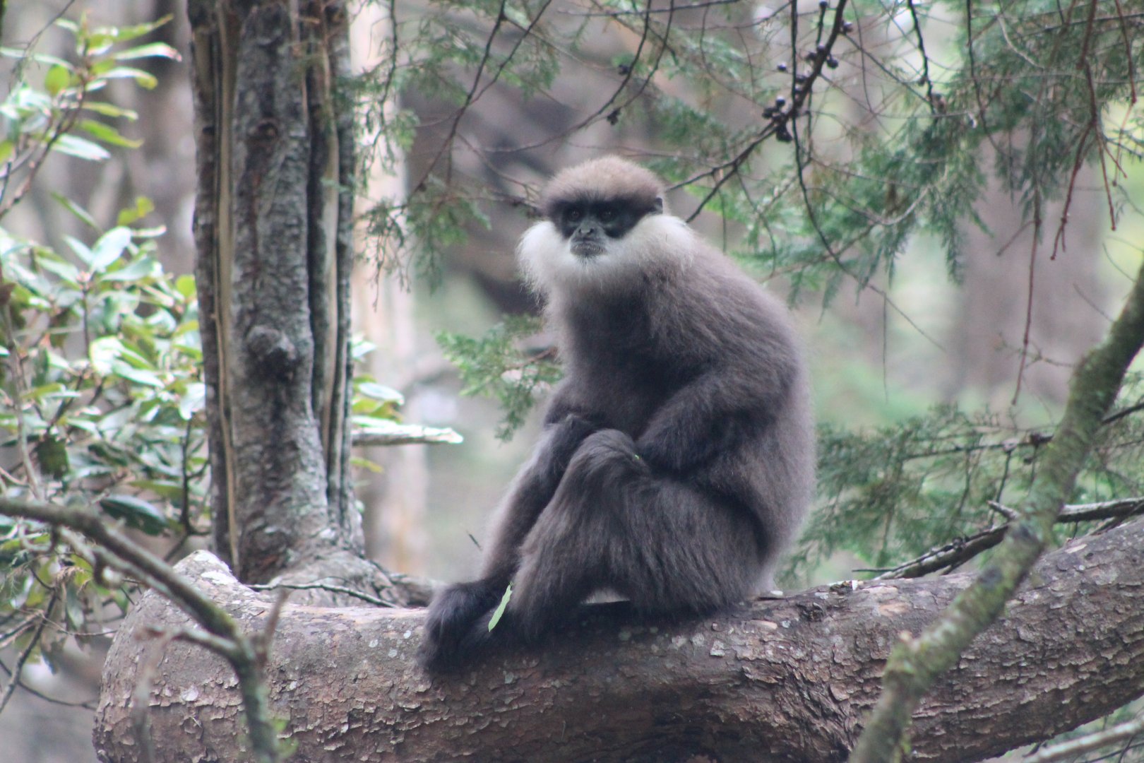 Purple-faced Langur (Trachypithecus vetulus monticola)