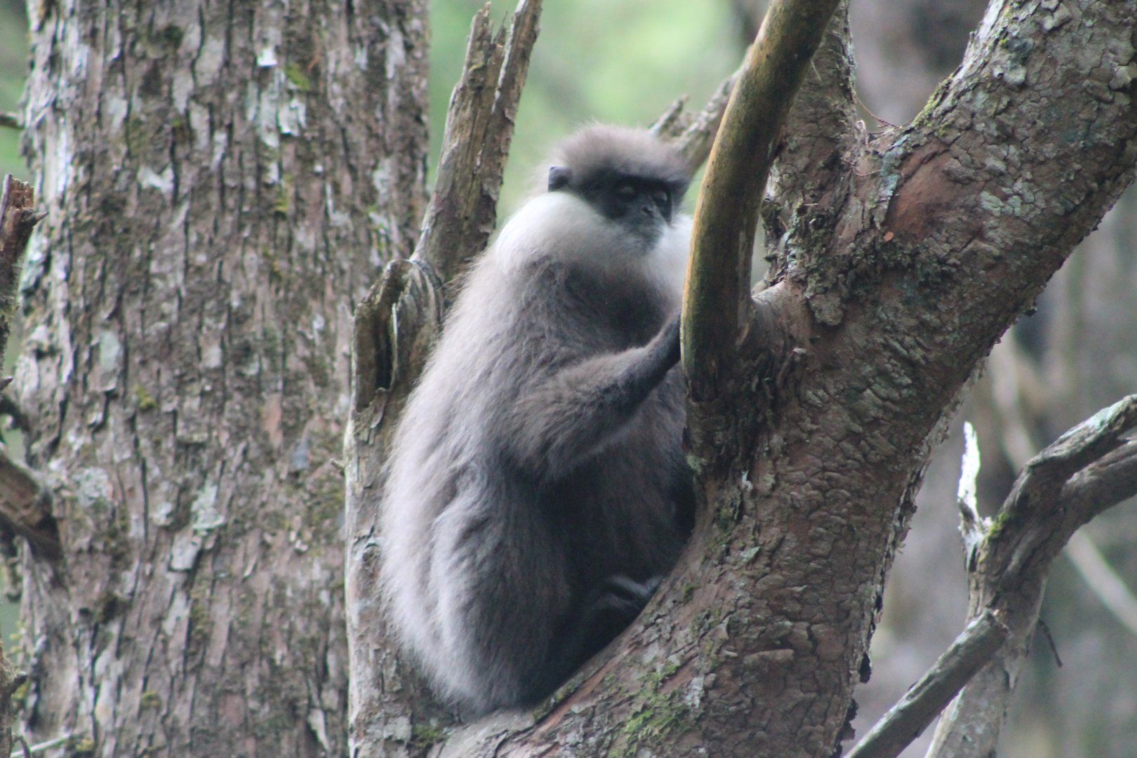 Purple-faced Langur (Trachypithecus vetulus monticola)