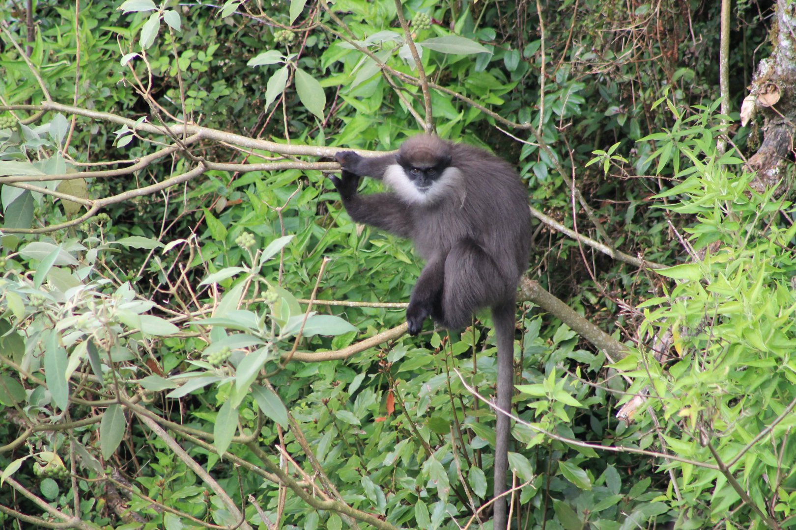 Purple-faced Langur (Trachypithecus vetulus monticola)