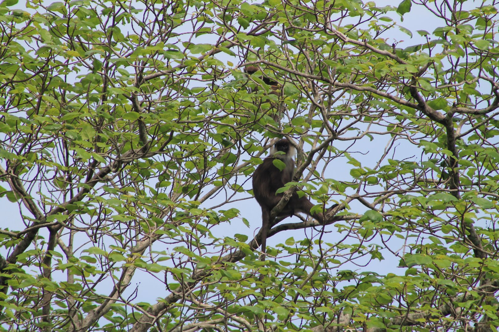 Purple-faced Langur (Trachypithecus vetulus philbricki)