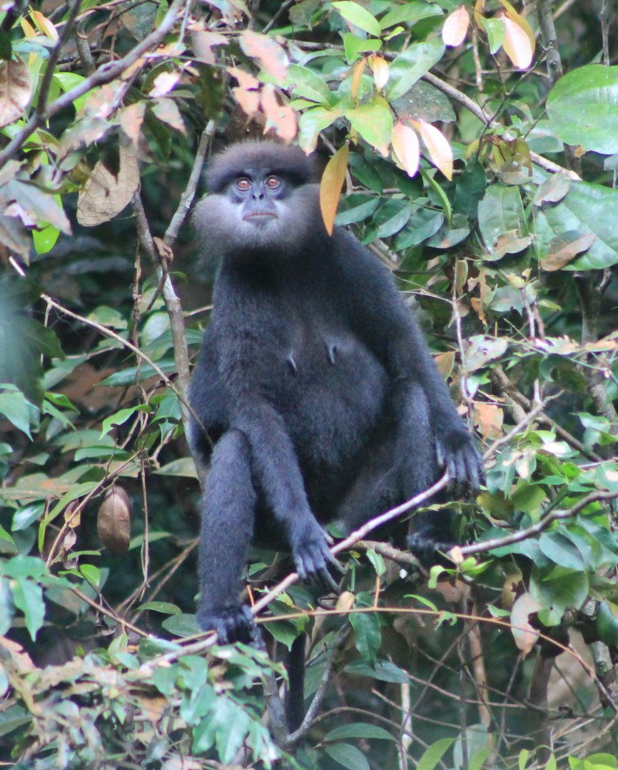 Purple-faced Langur (Trachypithecus vetulus vetulus)