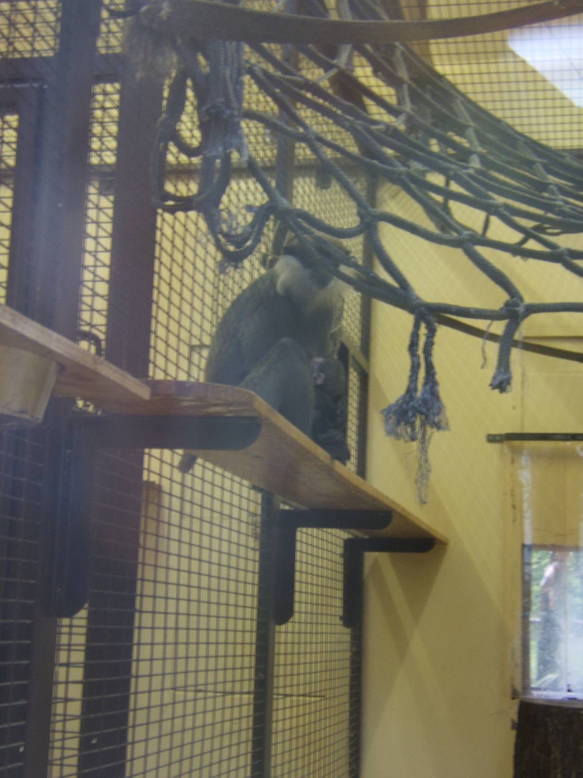 Purple faced Langur with baby