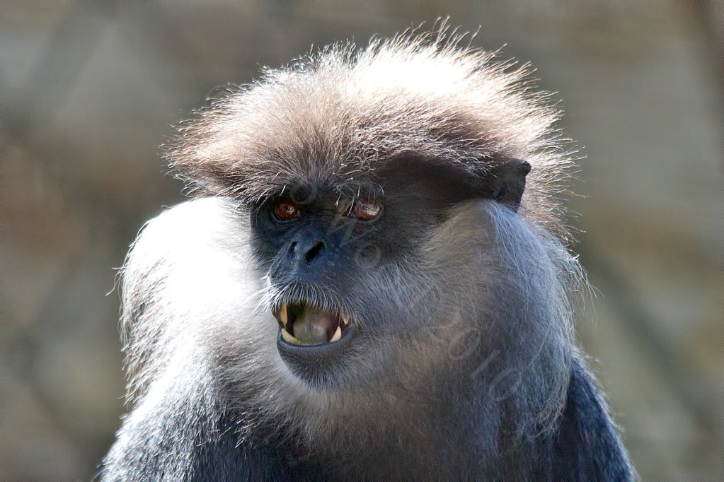 Purple Faced Langur