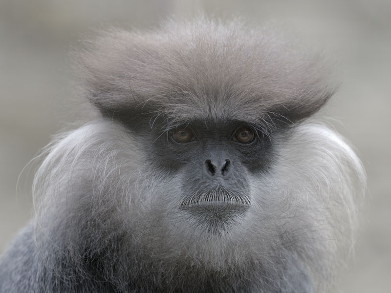Purple-faced langur