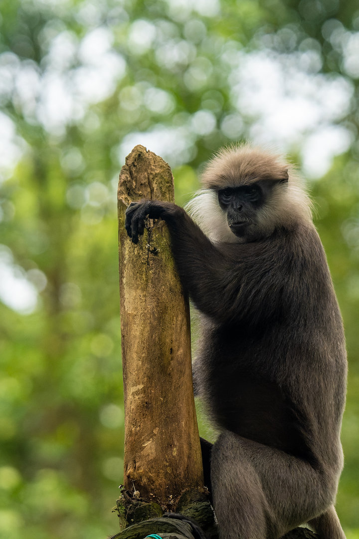 Purple-Faced Langur