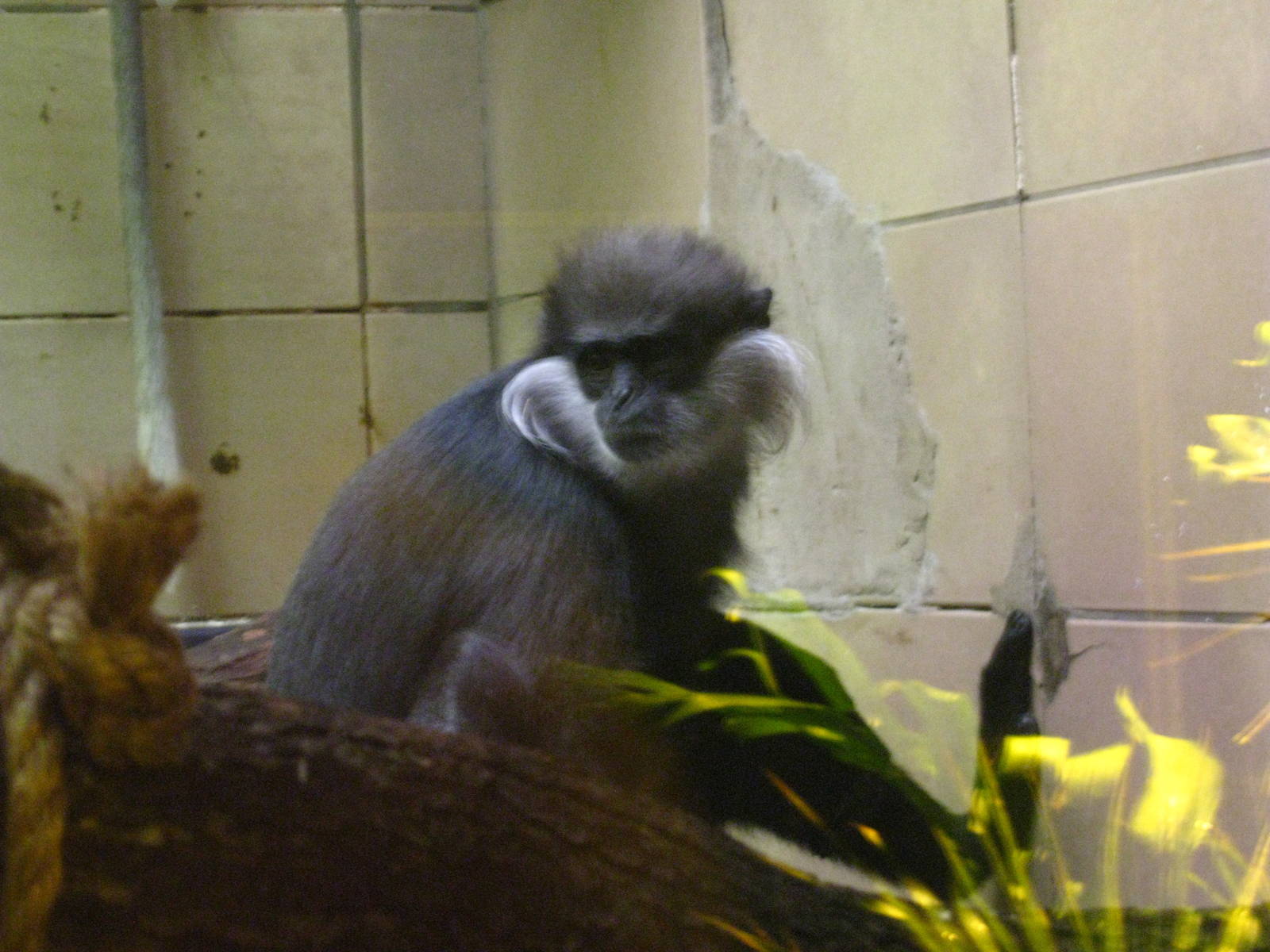 Purple-faced Langur