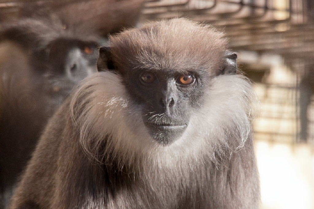 Purple-faced Langur