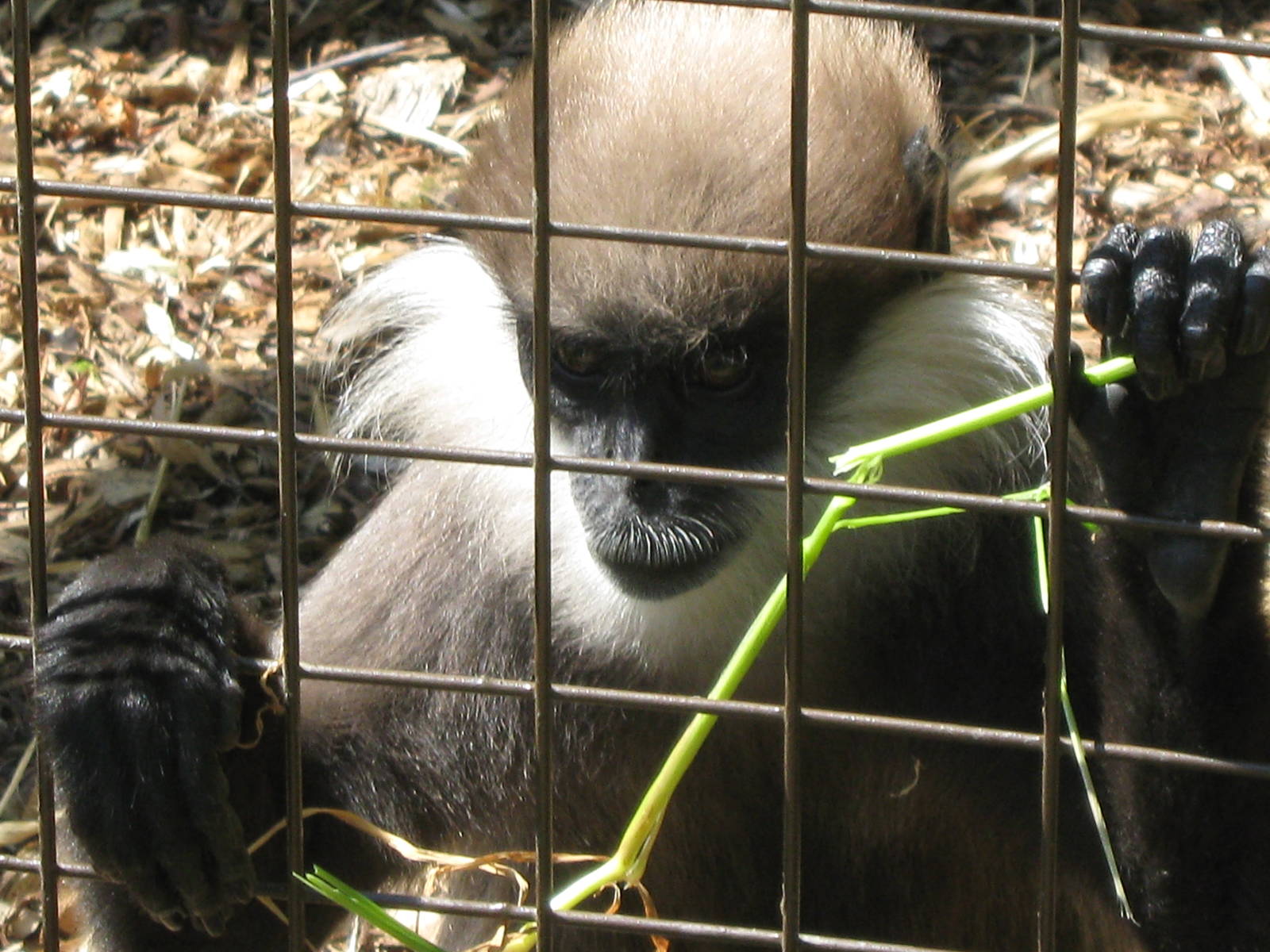 Purple Faced Langur