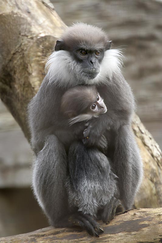 Purple-faced Langurs - 5 April 2010