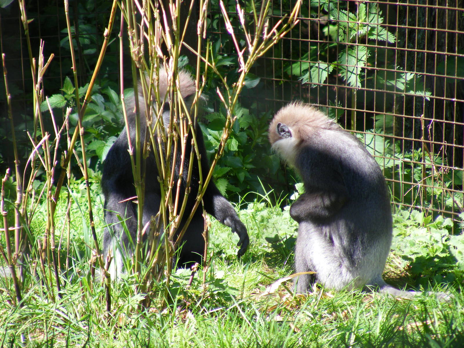 Purple-faced langurs at Cotswold Wildlife Park, 3 May 2010