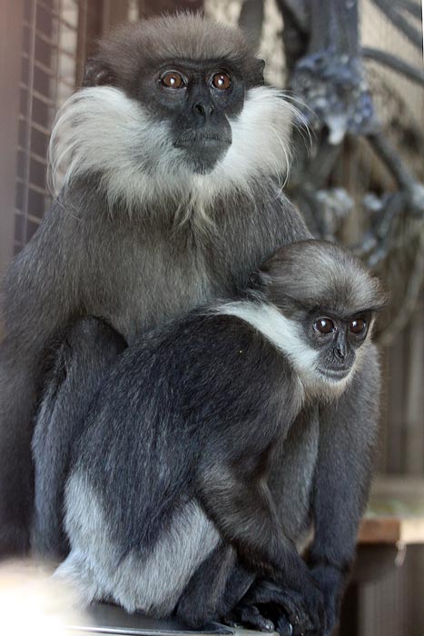 Purple-faced langurs