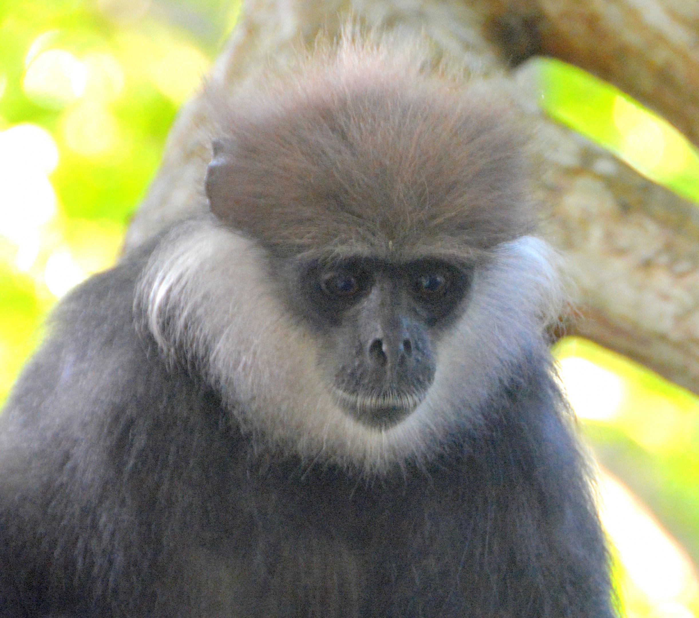 Purple-faced leaf monkey