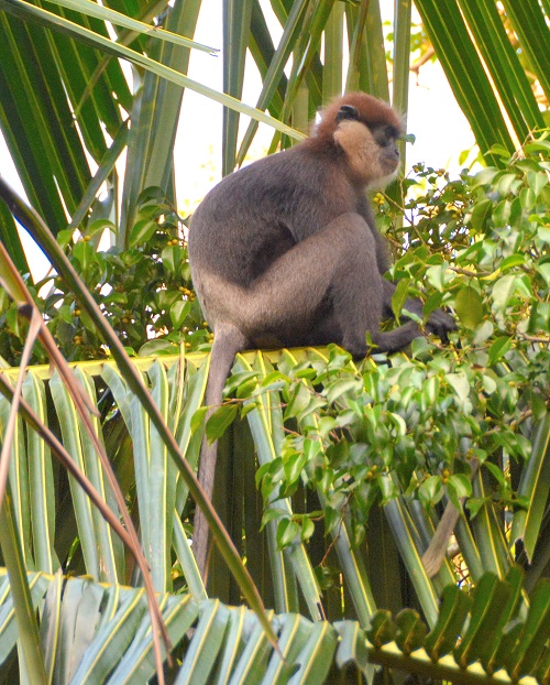Purple-faced leaf monkey