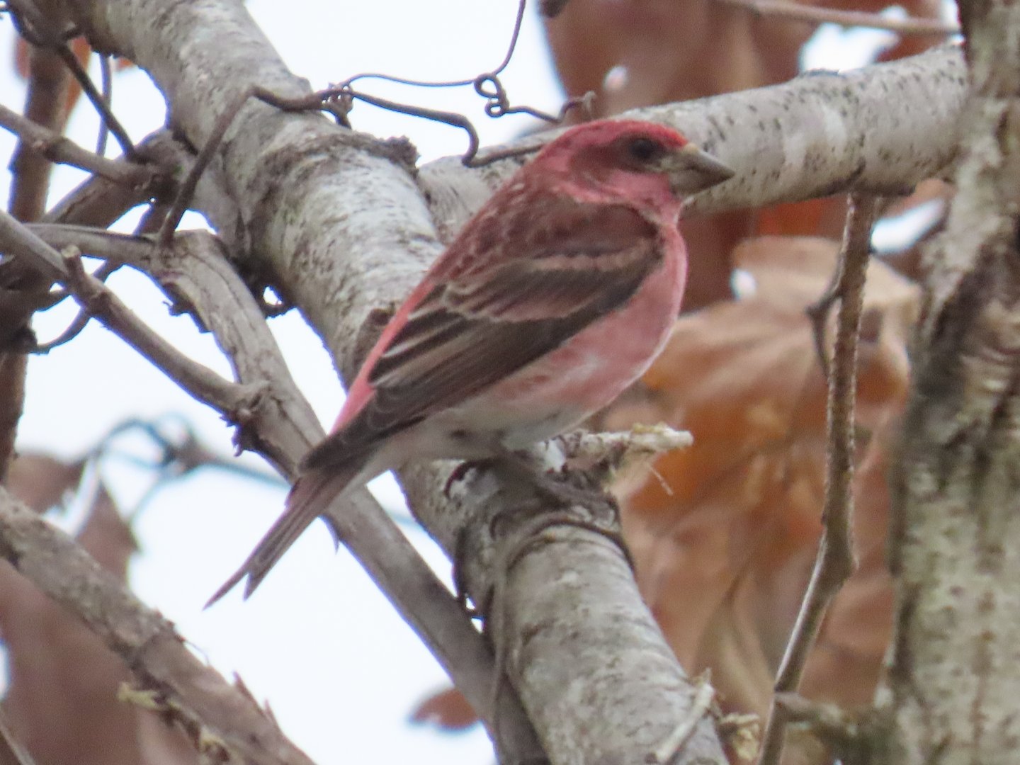 Purple Finch (Haemorhous purpureus)