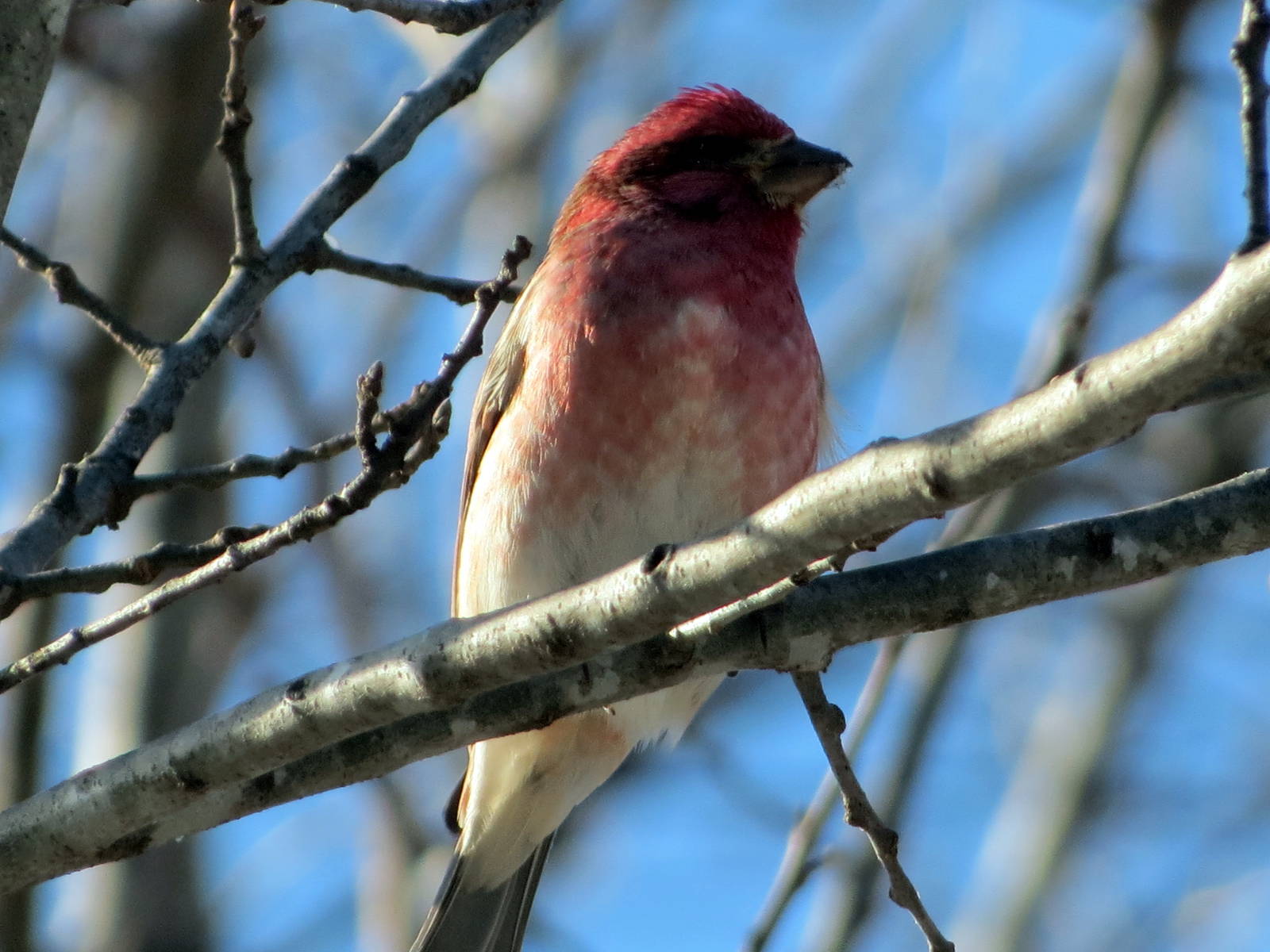 Purple Finch