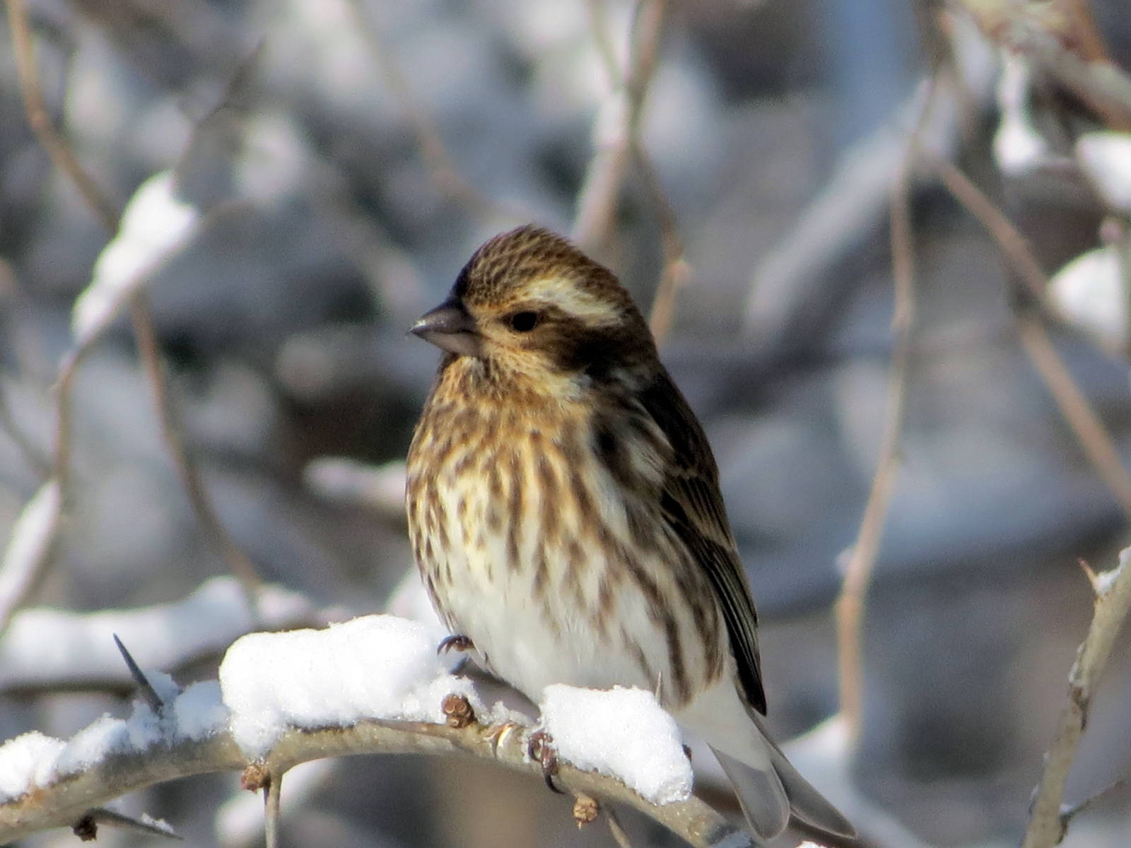 Purple Finch